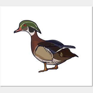 Drawing of a wood duck Posters and Art